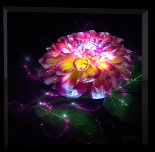 KCZ - Pink Zinnia - (Animated)