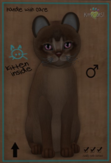 ♂ C0443 B7T Abyssinian - Ruddy NORMAL Double stubby Hider