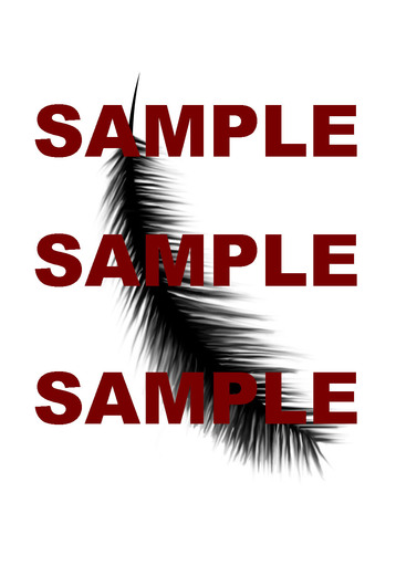 Black Feather Transparent