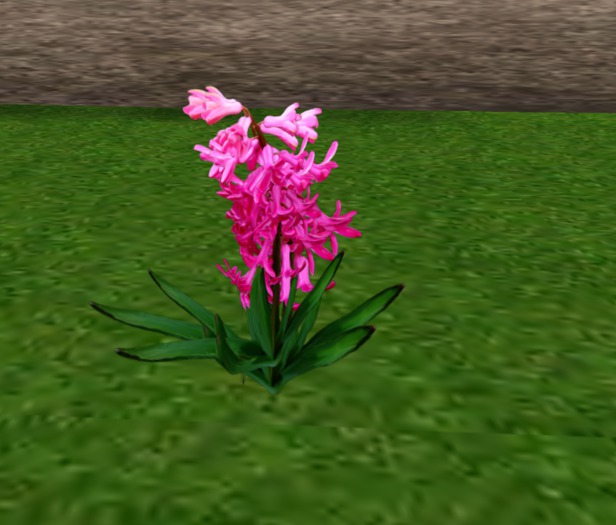 plant 2