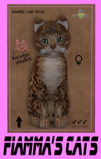 KittyCatS Box - Bengal - Sorell
