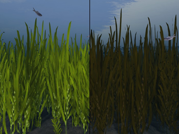 2 LI Kelp field or kelp forest - OPQ Kelp field 01-23