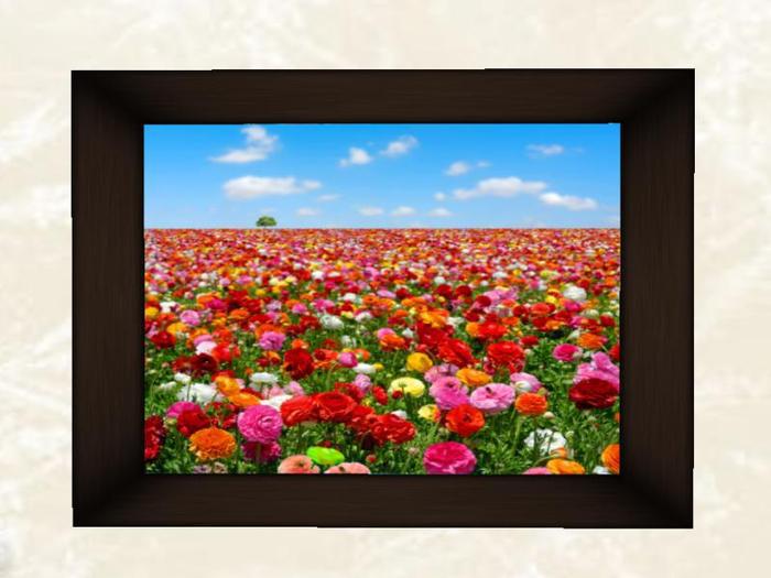 Rainbow Flowers Field