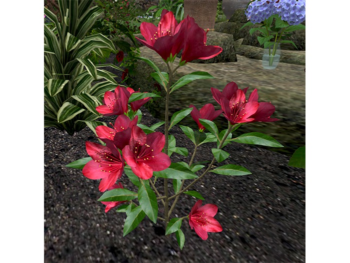 Red Rhododendron - Full Perm