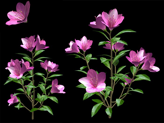 Pink Rhododendron - Full Perm