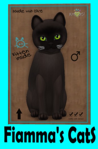 KittyCatS Box - Burmese - Sable