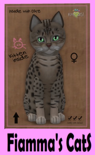 KittyCatS Box - Ocicat - Tawny