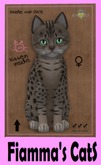 KittyCatS Box - Ocicat - Tawny