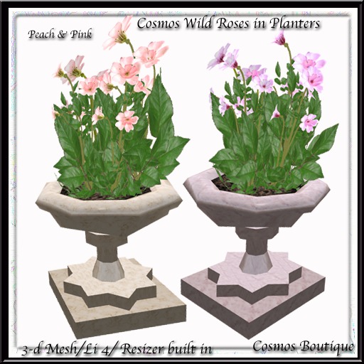 Cosmos Wild Roses in Planter Peach & Pink (BOX)