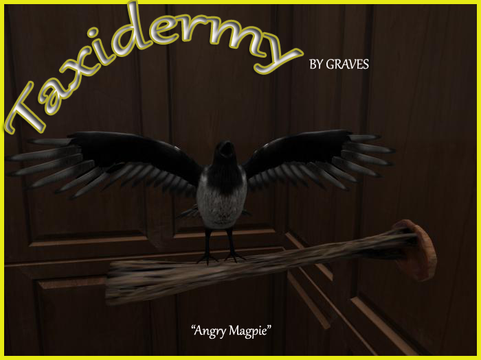 Angry Magpie Taxidermy