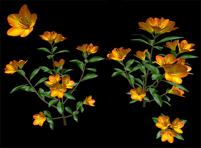 Tropical Yellow Rhododendron - Full Perm