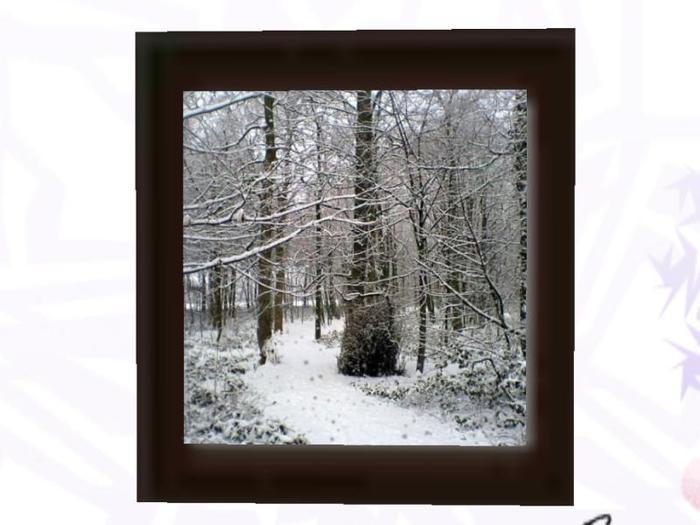 Winter Forest Framed Photo *Animated*