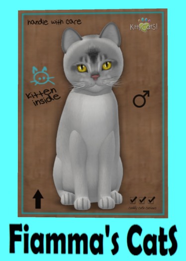 KittyCatS Box - Abyssinian - Black Silver