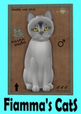 KittyCatS Box - Abyssinian - Black Silver