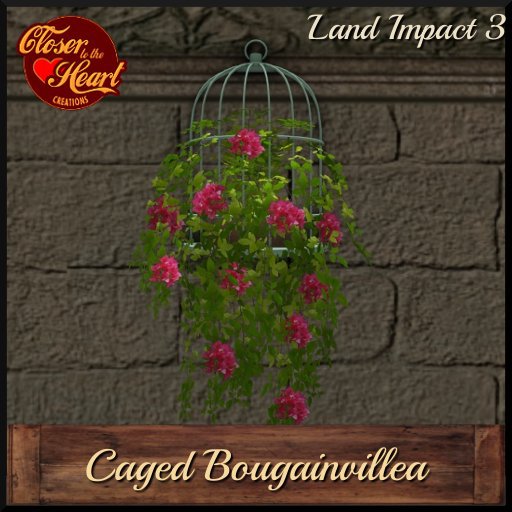 Caged Bougainvilea-Pink***