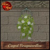 Caged Bougainvillea-White***