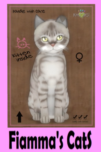 KittyCatS Box - Australian Mist - Blue Marble