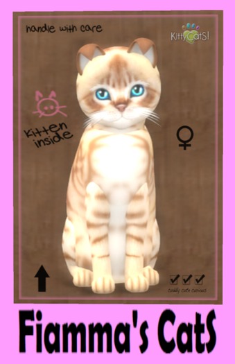 KittyCatS Box - Australian Mist - Light Chocolate Marble