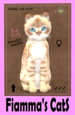 KittyCatS Box - Australian Mist - Light Chocolate Marble