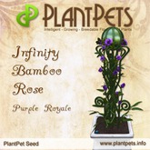 PlantPet Seed [Infinity Bamboo Rose *Purple Royale*]