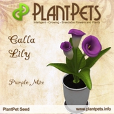 PlantPet Seed [Calla Lily *Purple Mix*]