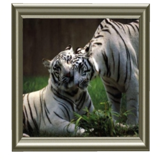 White Tigers In Antique Frame