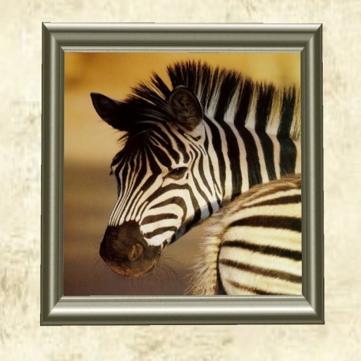 Zebra In Antique Frame