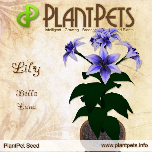 PlantPet Seed [Lily *Bella Luna*]