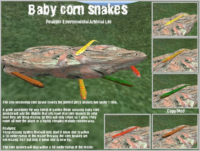 Baby corn snakes