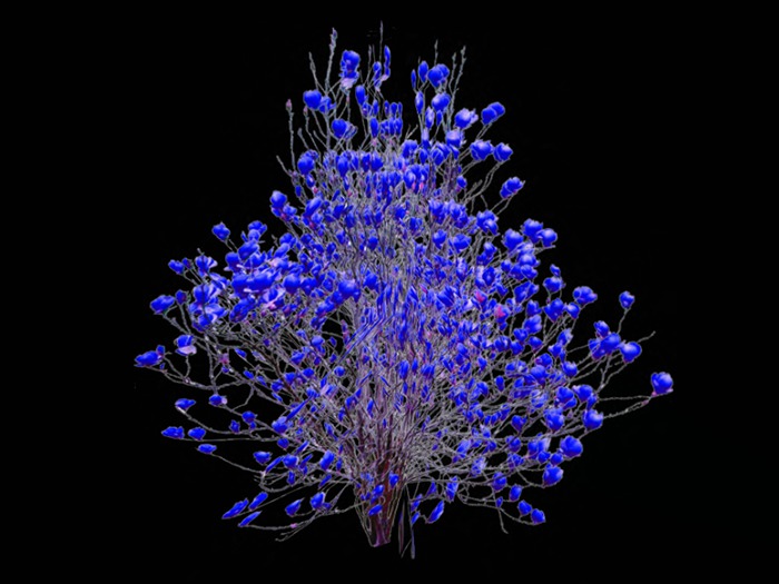 Blue Magnolia