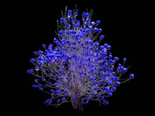 magnolia azules