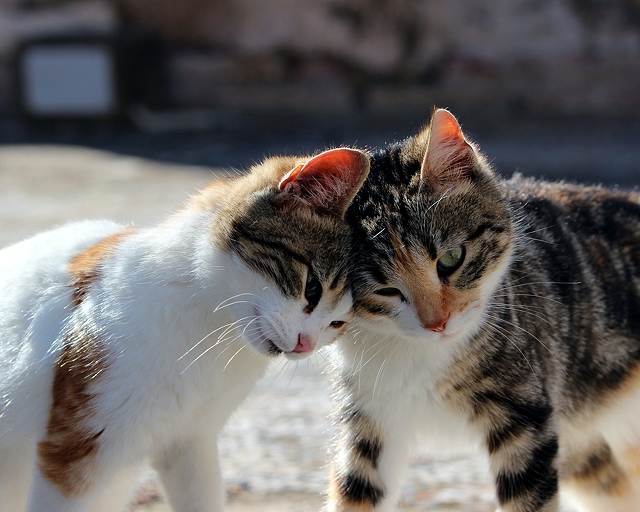 Kitty Cat Sound Idler