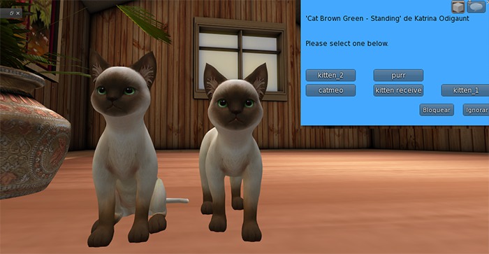 Cat Brown Green