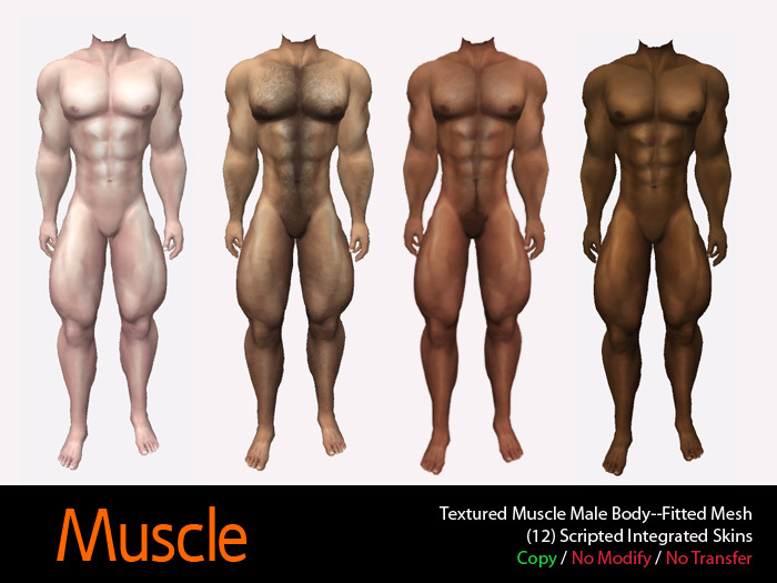Muscle Smooth Male Body--Fitted Mesh