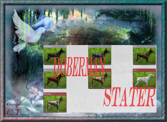 BB Dobe Box Female