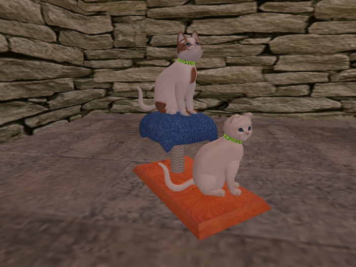 Chat Alors : Single tree cat