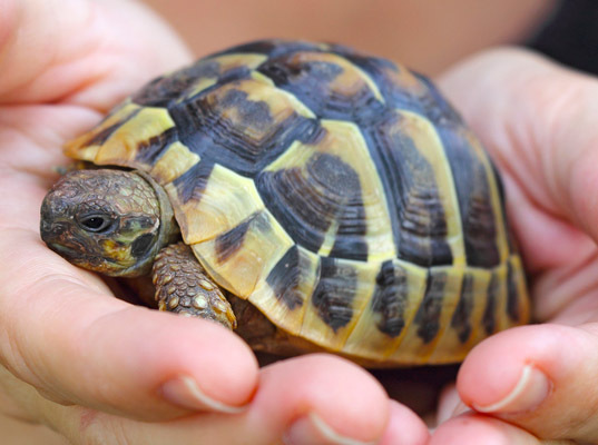 turtle hump vine gesture