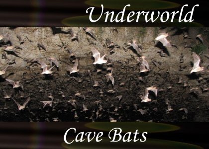 Atmo-Underworld - Cave Bats 0:50