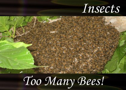Atmo-Insects - Too Many Bees 0:20