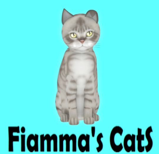 KittyCatS Box - Australian Mist - Blue Marble - Petite