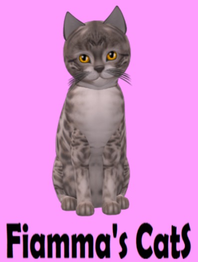 KittyCatS Box - Bengal - Snow