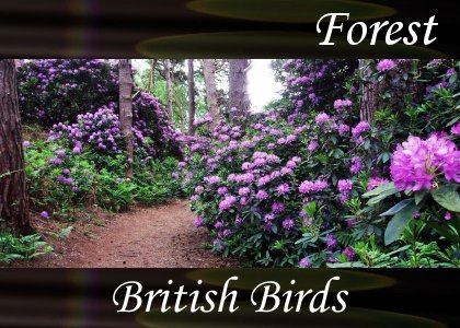 Atmo-Forest - British Birds 1:10