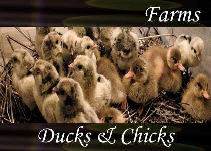Atmo-Farm - Ducks & Chicks 0:30