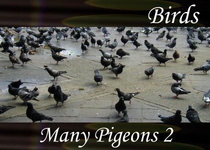 Atmo-Birds - Many Pigeons 2 0:20