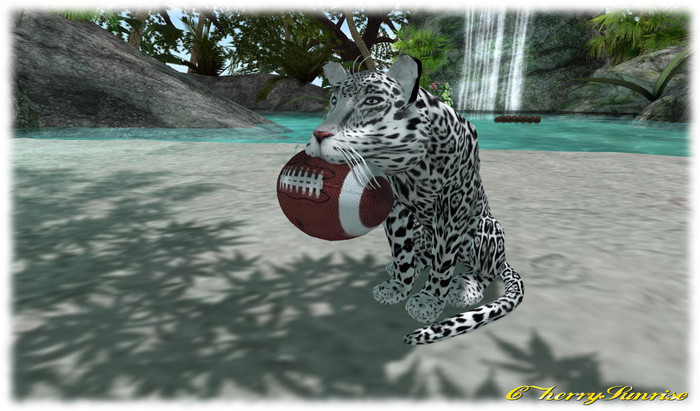 WK JAGUAR ARGENTINA ROSARIO - FEMALE