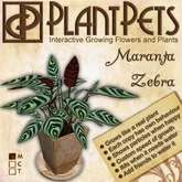 PlantPet Seed [Maranta *Zebra*]