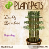PlantPet Seed [Lucky Bamboo *Saturday*]