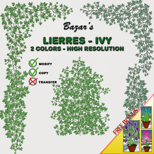 Ivy / Lierre