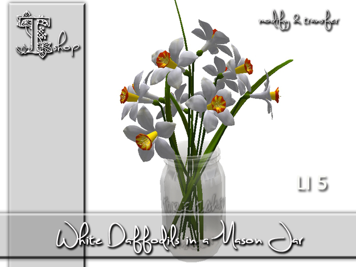 White Daffodils in a Mason Jar MT