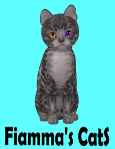 KittyCatS Box - Bengal - Silver